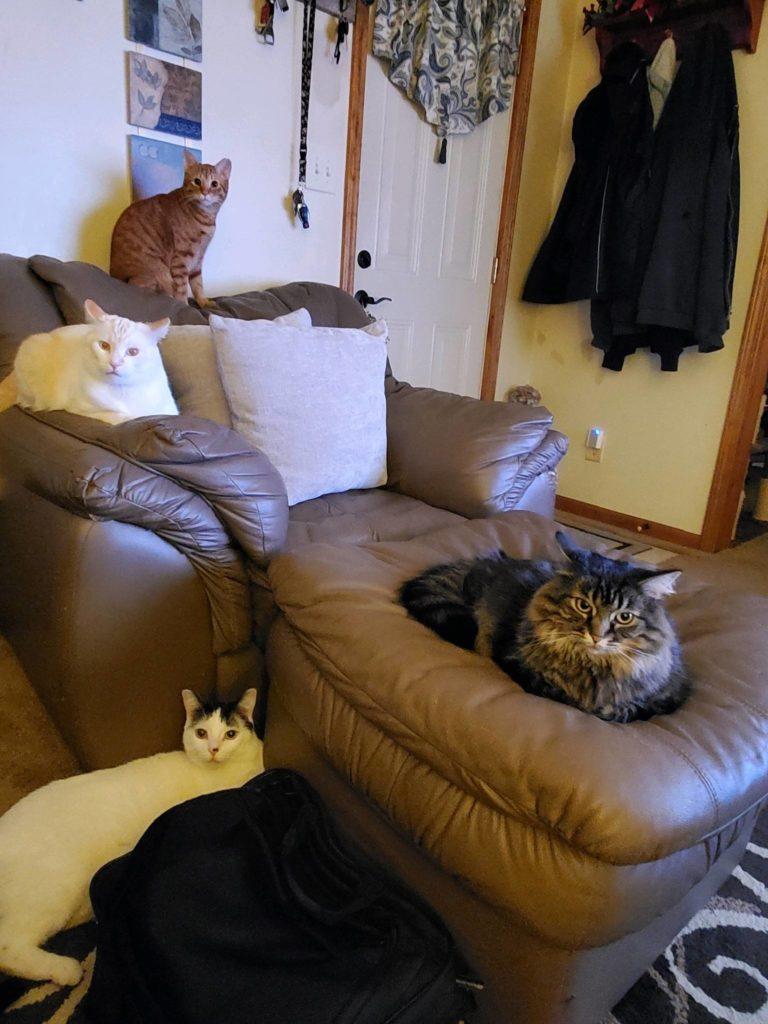 Pets 2