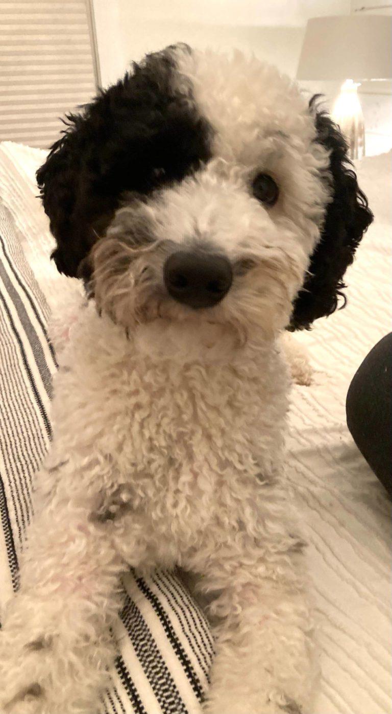 Pets 4