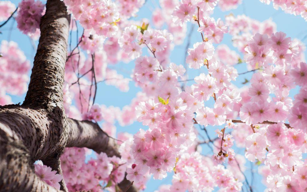 spring trees
