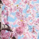 spring trees